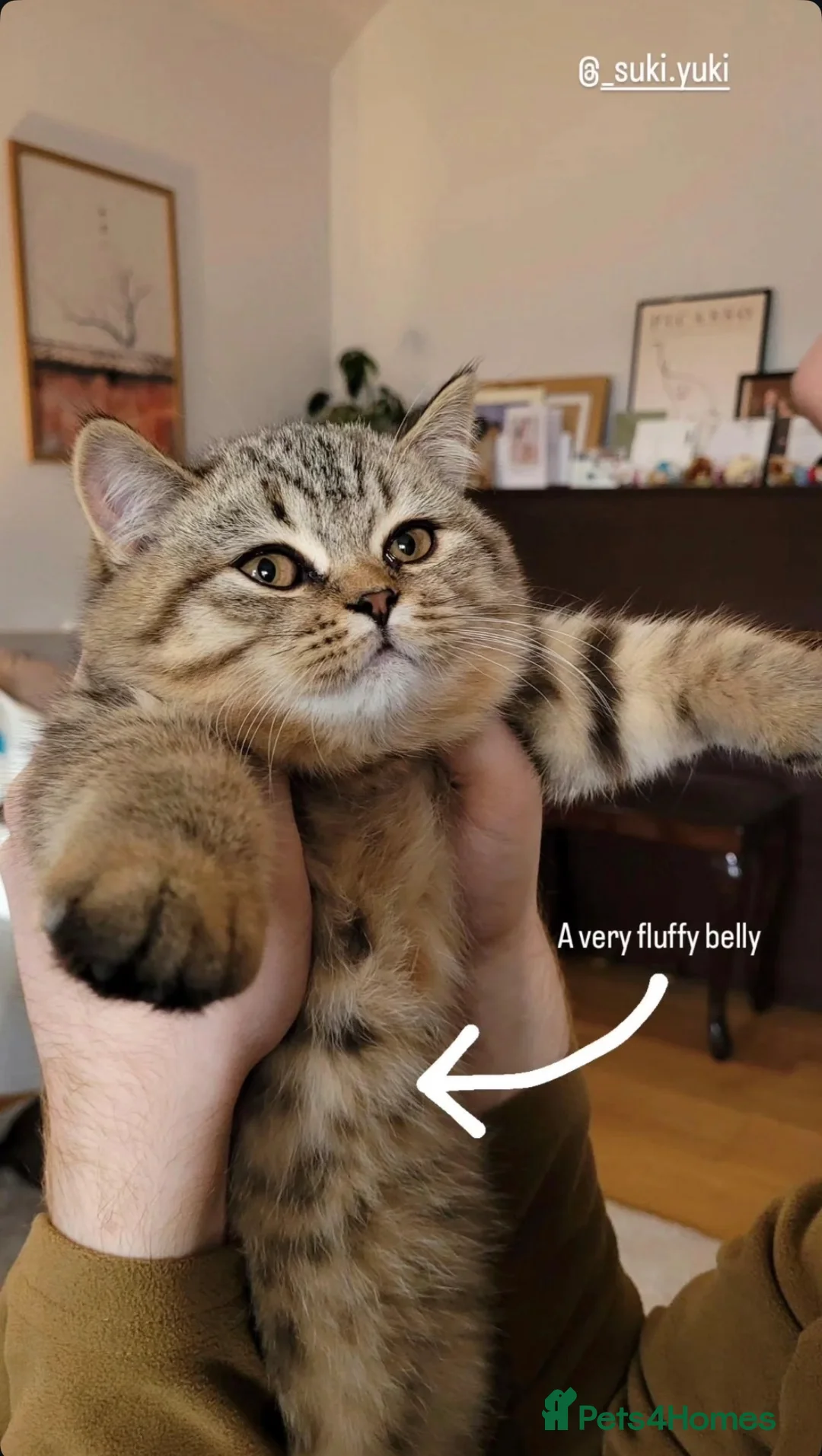 British Shorthair cats for sale: Pedigree tabby British shorthair lilac chocolate  - Advert 22