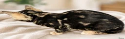 Bengal cats for sale: Ready Now | Health Tested TICA Glitter Bengal Girl - Advert 6