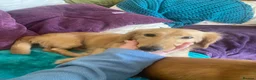 Miniature Dachshund dogs for stud: Stud Only. Cream long haired miniature dachshund  - Advert 1