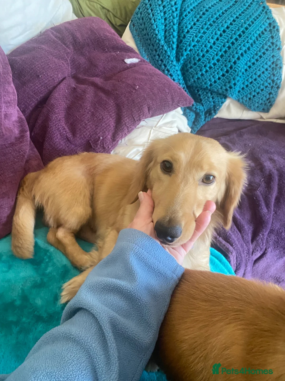Miniature Dachshund dogs for stud: Stud Only. Cream long haired miniature dachshund  - Advert 1