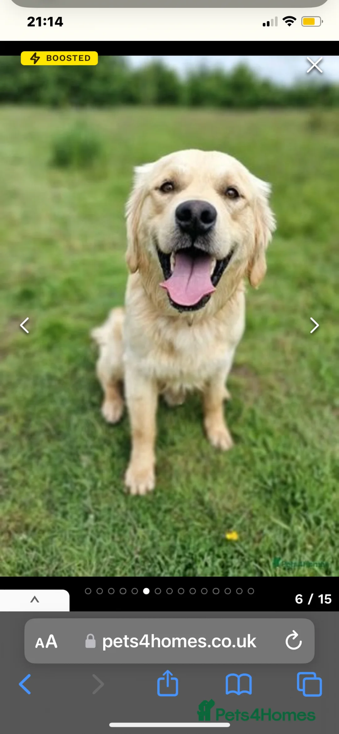 Golden Retriever dogs for stud: Amazing kc proven stud in Barnet - Advert 13