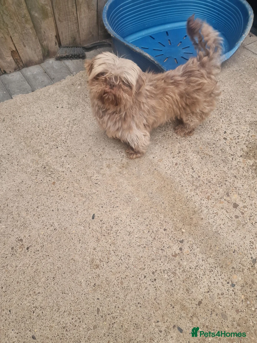 Shih Tzu dogs for sale: Shitzus puppies  - Advert 1