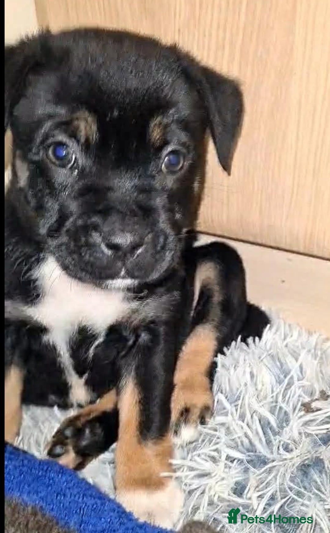 Mixed Breed dogs for sale: Staffy cross pups  - Advert 5