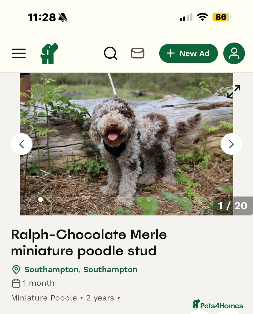 Shihpoo dogs for sale: Outstanding Shihpoo puppies - Image 19