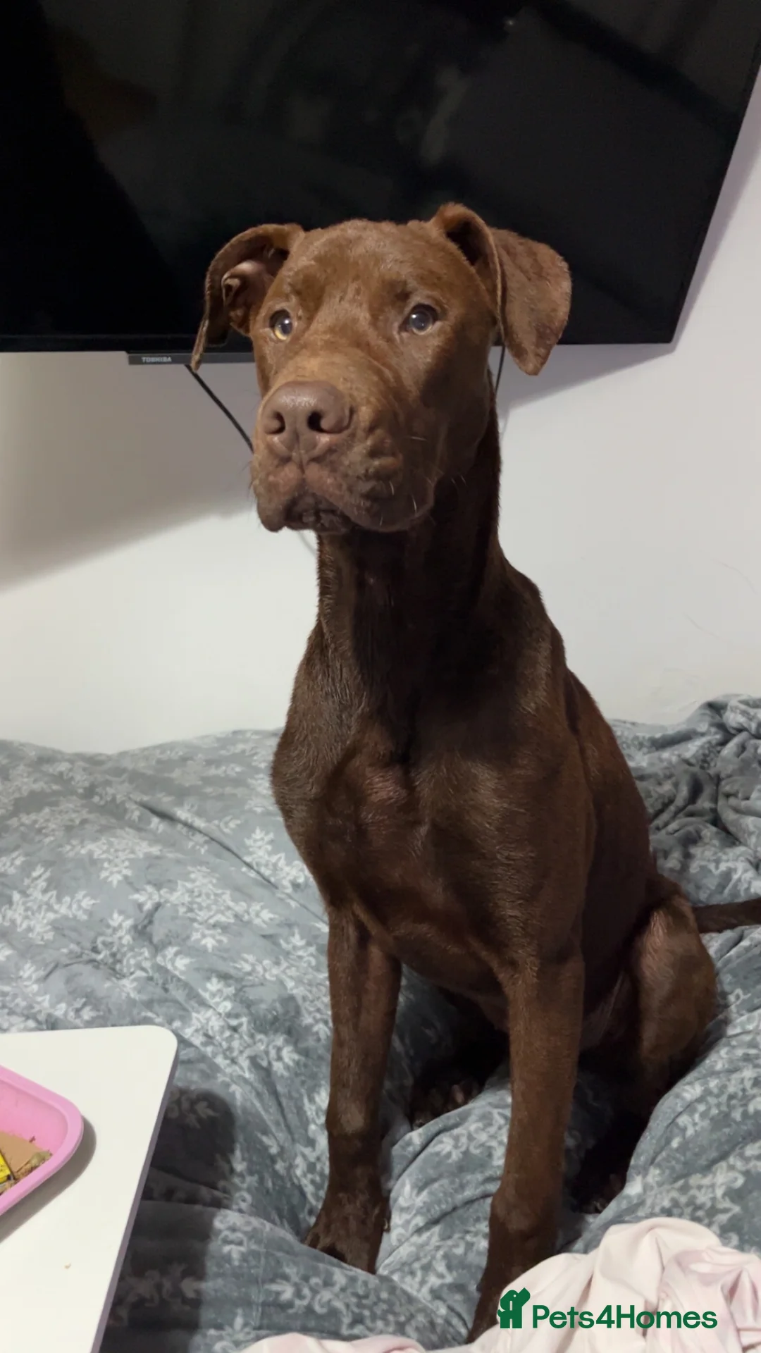 Mixed Breed dogs for sale: Presa x Doberman  - Advert 8