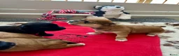 Havanese dogs for sale: Pure breed, Kennel club registered from show dogs  - Advert 4