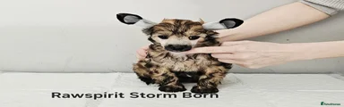 Rawspirit Storm Born 
