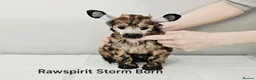 Chinese Crested dogs for sale: Powder puff boy and girl   - Advert 10