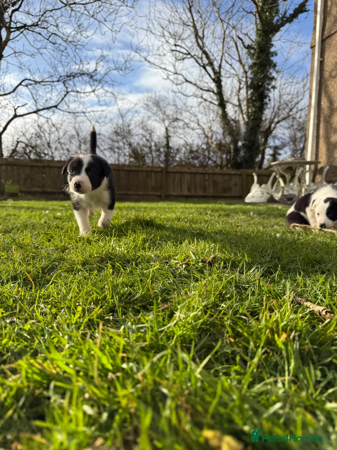 Border Collie dogs for sale: Border collie puppies seeking working/active homes - Advert 35