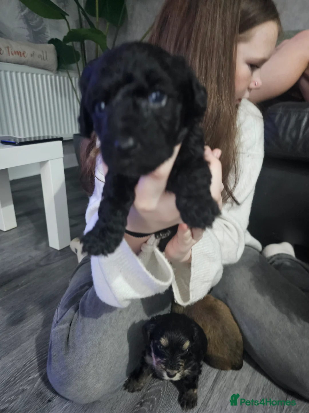 Mixed Breed dogs for sale:  **  Toy yorkipoo  - Advert 17