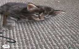 Norwegian Forest Cat cats for sale: 4 11 week old kittens  - Image 15