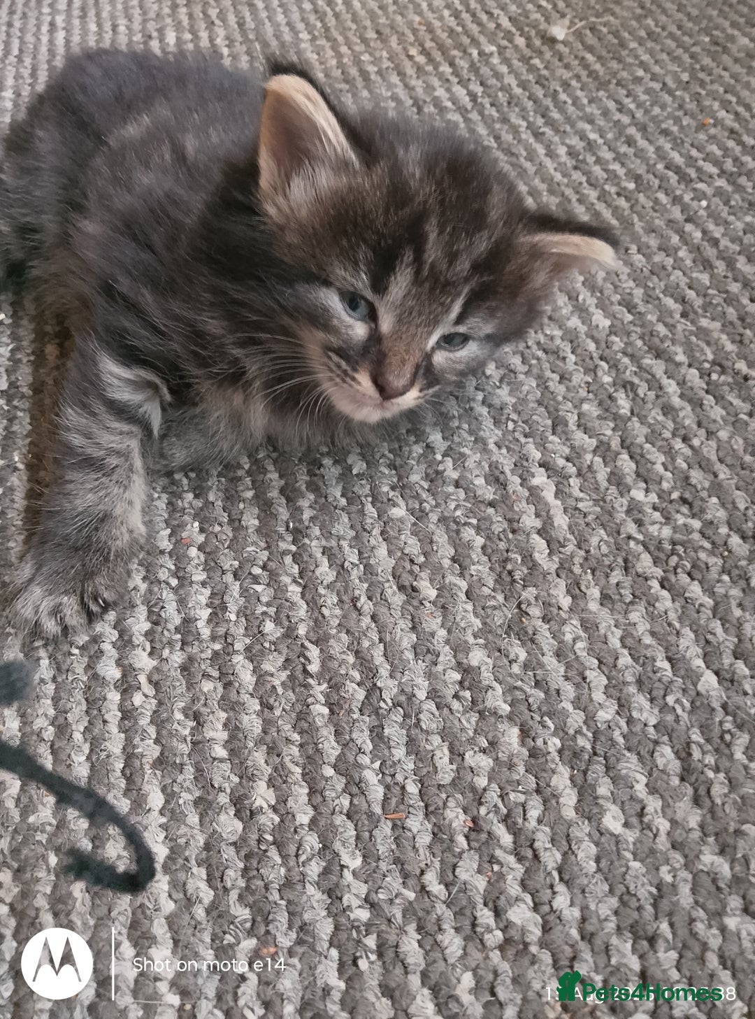 Norwegian Forest Cat cats for sale: 4 11 week old kittens  - Image 15