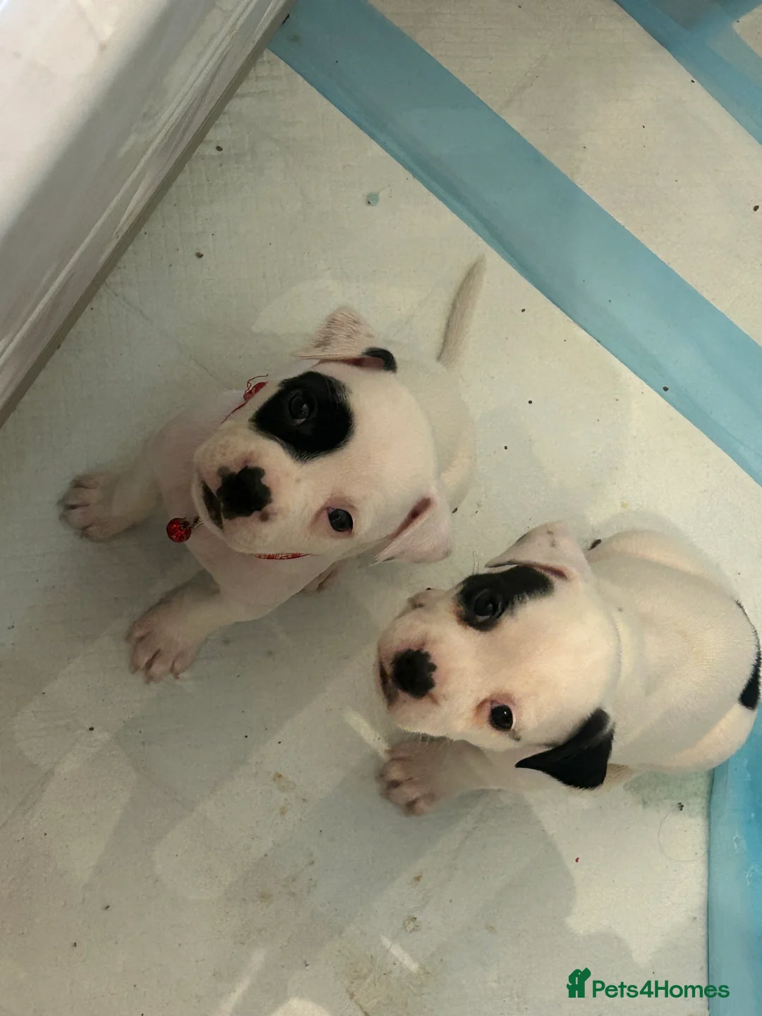 American Bulldog dogs for sale: American bulldog puppies  - Advert 2