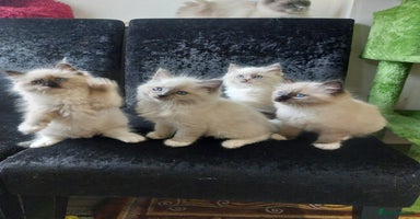 Ragdoll cats - Advert 1