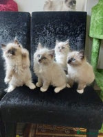 Ragdoll cats - Advert 1