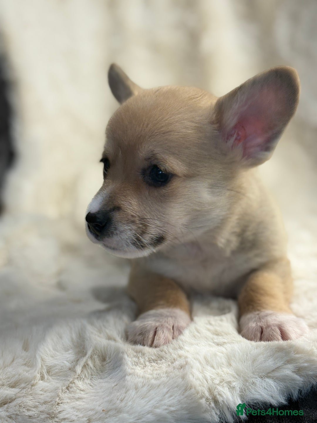 Welsh Corgi Pembroke dogs for sale: Top quality corgi puppies  - Advert 15