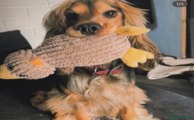 Cocker Spaniel dogs - Advert 2