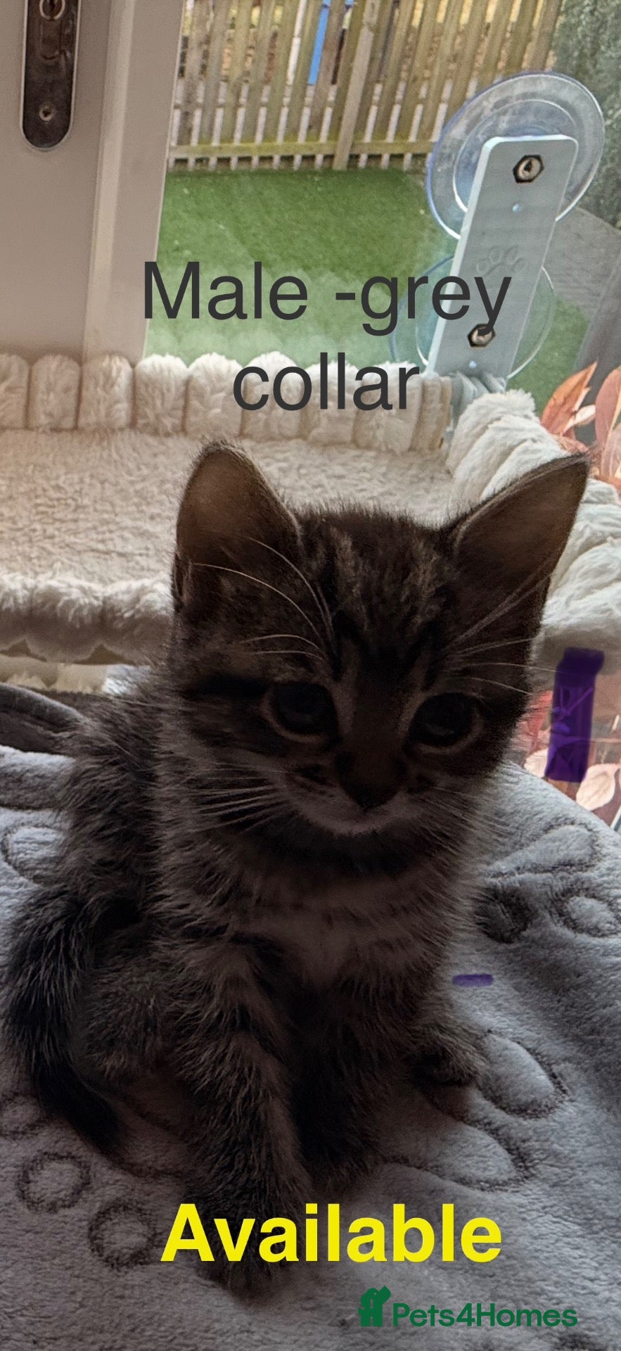Mixed Breed cats Beautiful Bengal X Tabby X kittens  - Advert 2