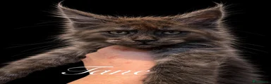 Maine Coon 3