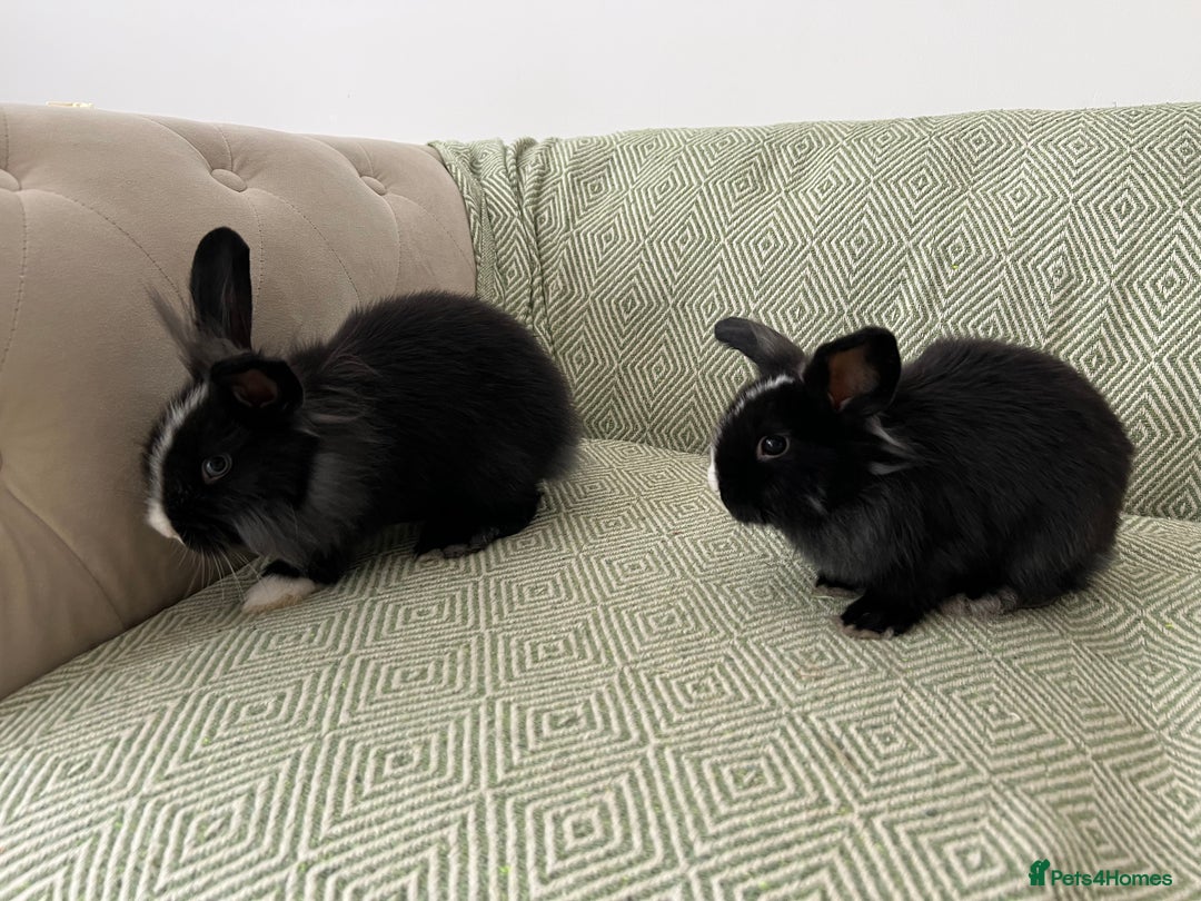 Mini Lion Lop rabbits for sale: Adorable Mini Lion Lops - Image 2
