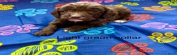Sproodle dogs for sale: Sproodle Puppies from experienced, licensed breedr - Advert 36