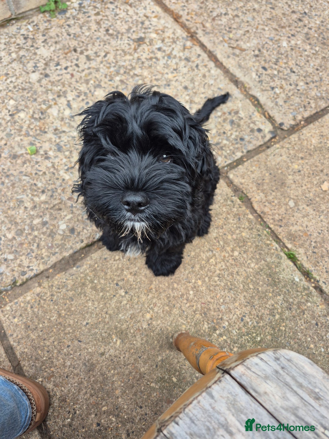 Mixed Breed dogs for sale: 1 boy puppy - Image 1