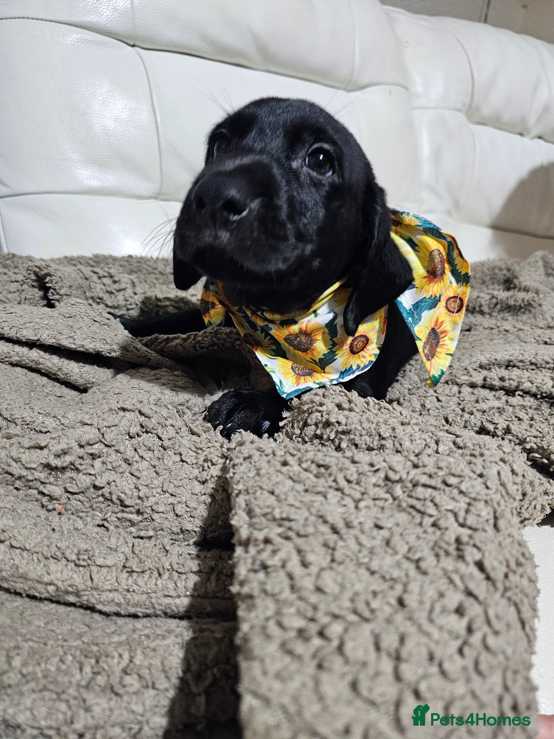 Labrador Retriever dogs for sale: 2boys / 4 girls  READY TODAY FOR FOREVER HOMES - Image 19