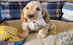 Cocker Spaniel dogs for sale: ⭐️ Show Type Cocker Spaniels ⭐️ - Image 15