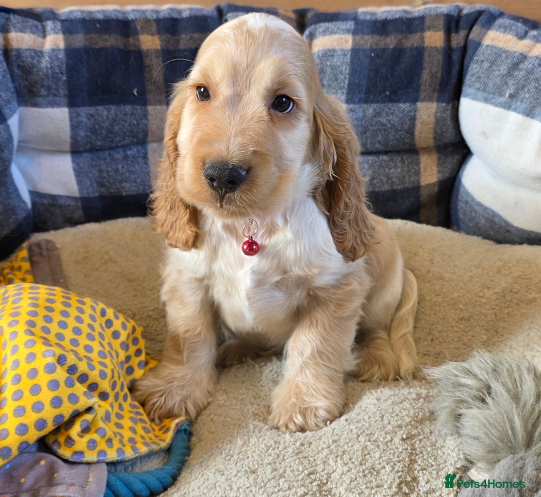 Cocker Spaniel dogs for sale: ⭐️ Show Type Cocker Spaniels ⭐️ - Image 15