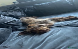 Mixed Breed dogs for sale: New home needed for Lola - Image 5