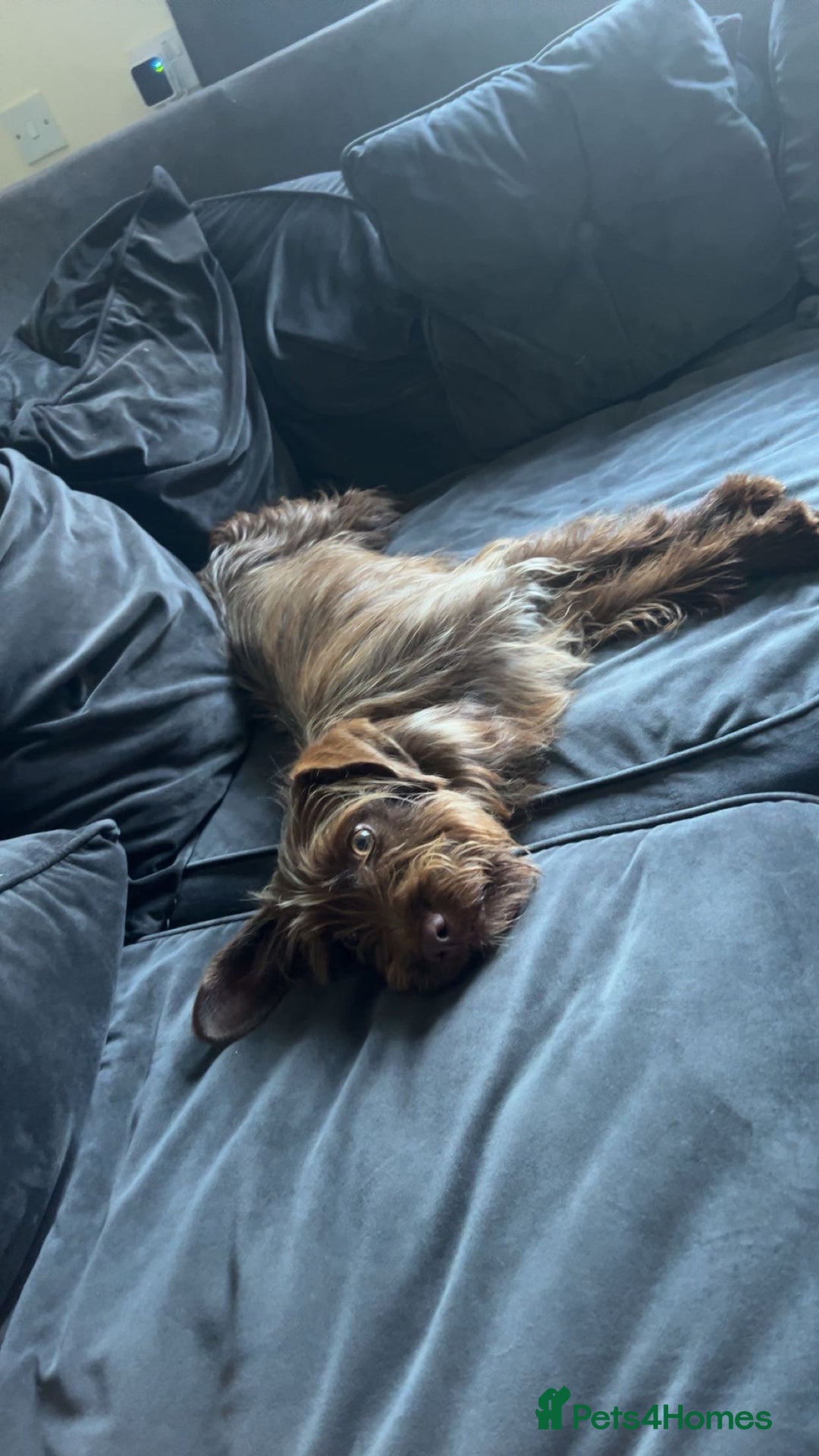 Mixed Breed dogs for sale: New home needed for Lola - Image 5