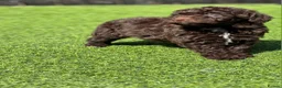 Cockapoo dogs for sale: Beautiful cockerpoos - Advert 11