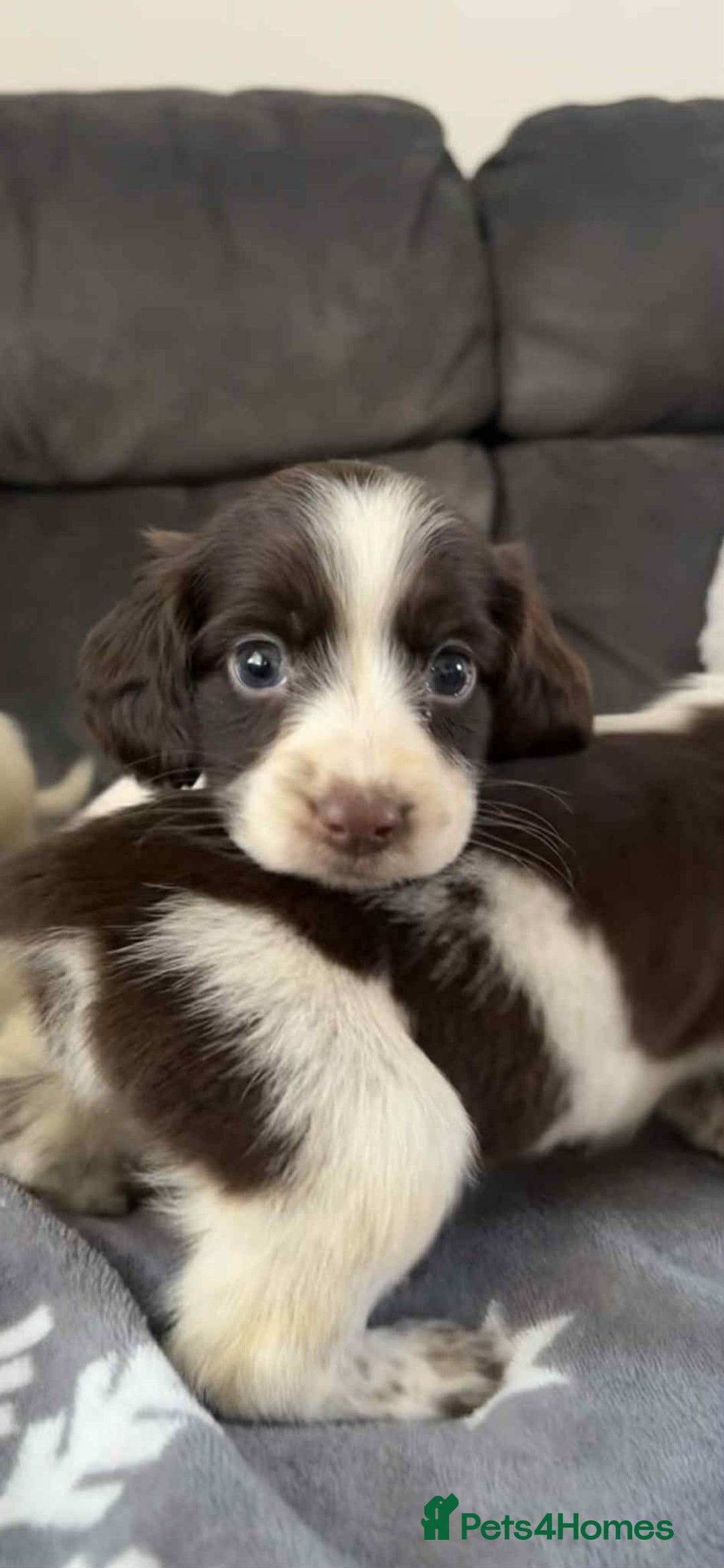 Cocker Spaniel dogs for sale: Cocker Spaniel Puppy’s  - Image 5