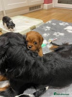 Cavalier King Charles Spaniel dogs - Advert 3