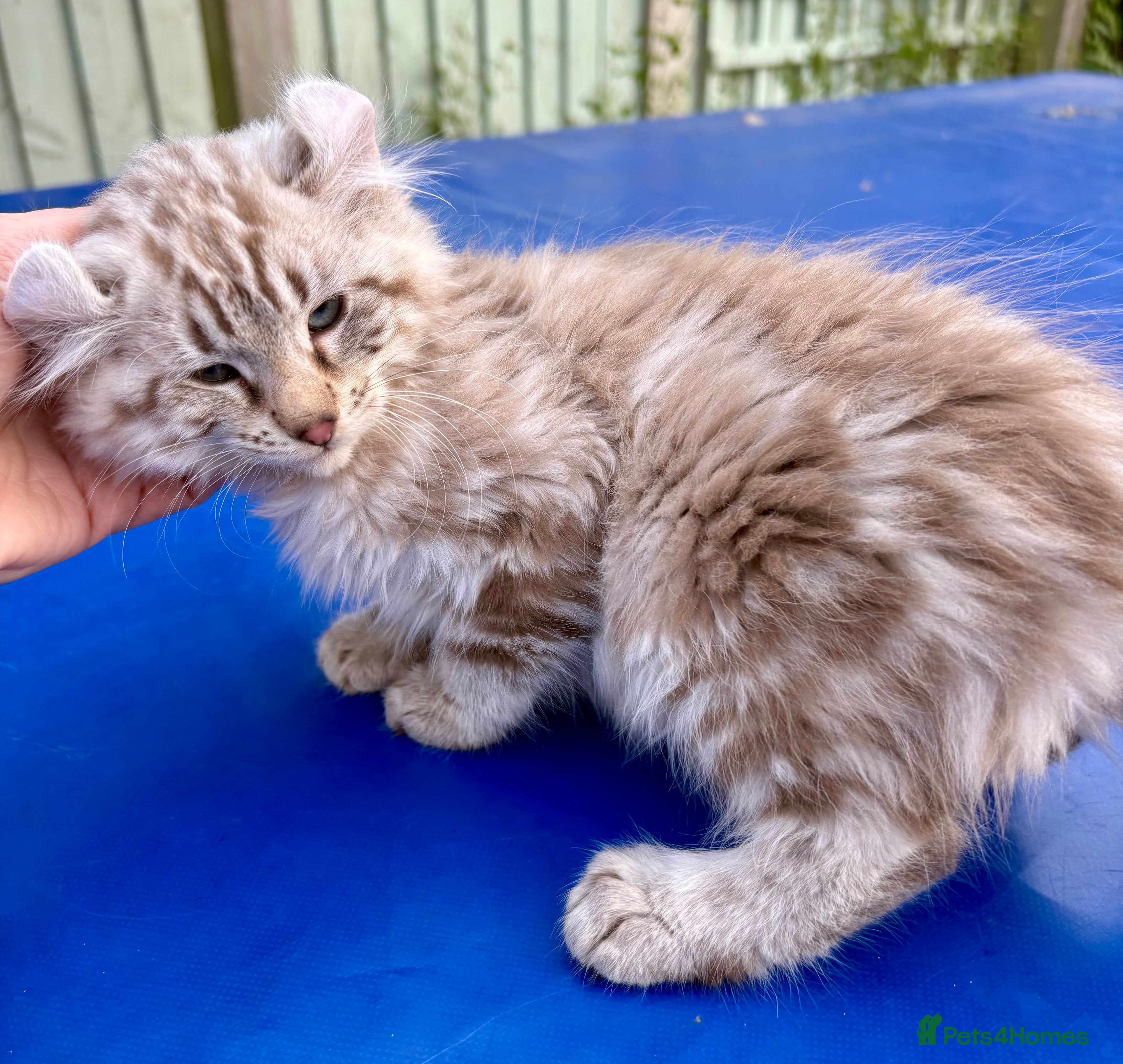 Keetso cats Stunning rare longhaired polydactyl curled eared  - Advert 1
