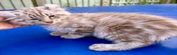 Keetso cats for sale: Stunning rare longhaired polydactyl curled eared  - Advert 16