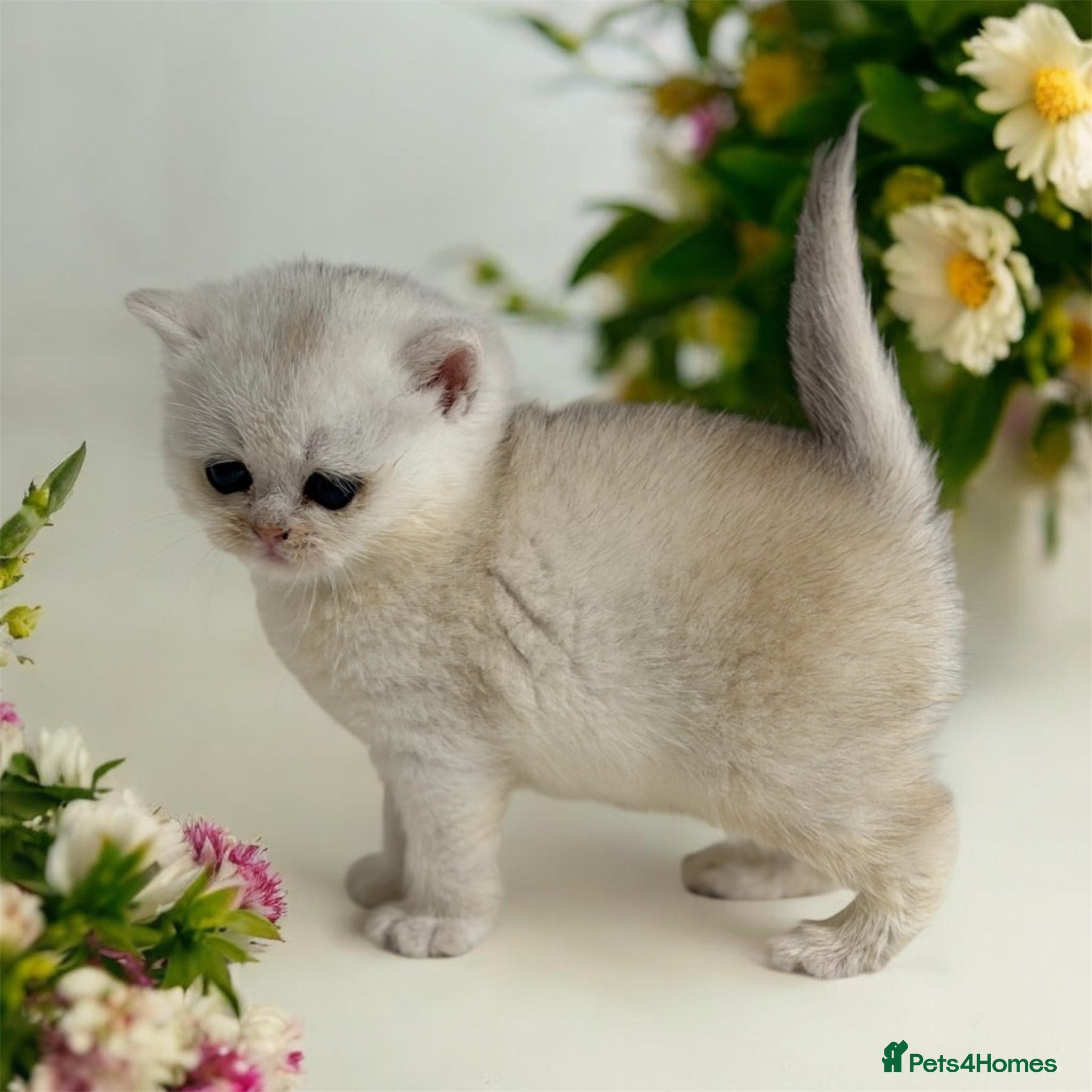 British Shorthair cats for sale: Full Pedigree, Registered BSH from fantastic lines - Advert 5