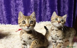 Bengal cats for sale: 🔥Stunning Bengal Kittens Available🔥 - Image 26