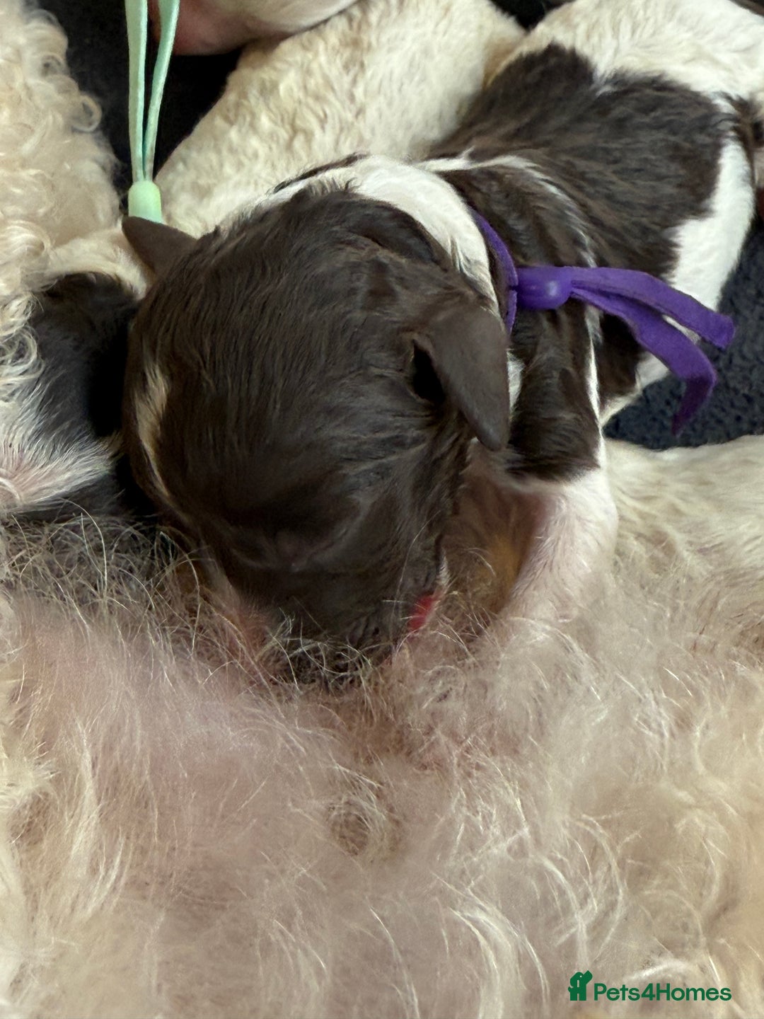 Labradoodle dogs for sale: Therapy breeder 5th gen miniature F1bbbb - Image 9