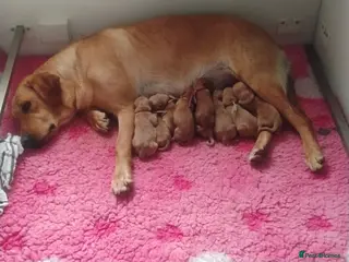 Labrador Retriever dogs Labrador puppies KC Fully health tested parents - Advert 5