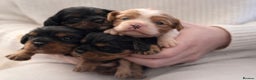 Cavalier King Charles Spaniel dogs for sale: Beautiful Cavalier King Charles Spaniel Puppies - Advert 4