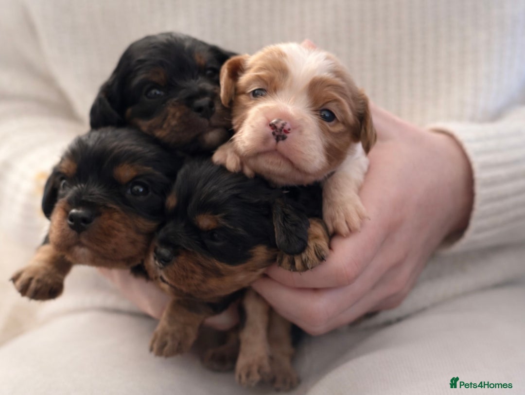 Cavalier King Charles Spaniel dogs for sale: Beautiful Cavalier King Charles Spaniel Puppies - Advert 4