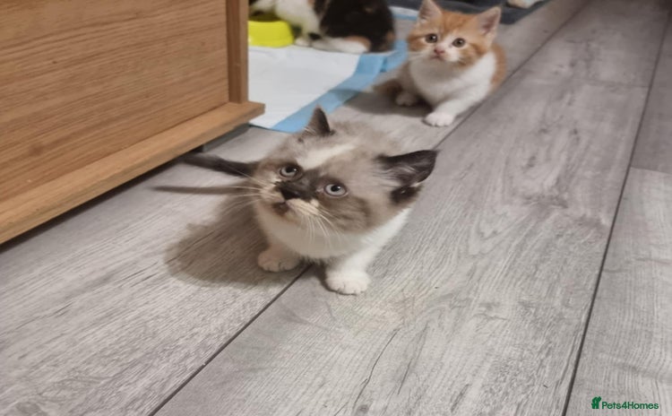 Persian cats - Advert 6