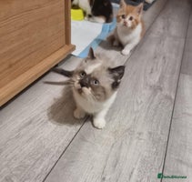 Persian cats - Advert 14