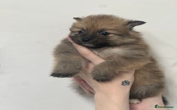 Pomeranian dogs for sale: LAST GIRL READY NOW Pomeranian puppies - Advert 4