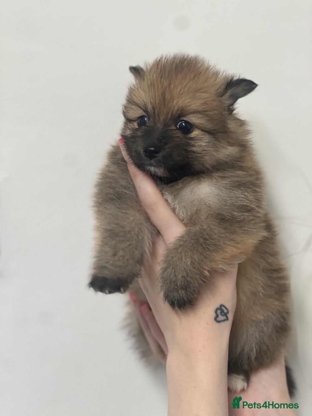 Pomeranian dogs for sale: LAST GIRL READY NOW Pomeranian puppies - Advert 4