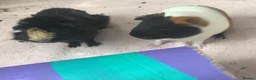 Guinea Pig rodents for sale: frank, gus, rey  - Advert 5