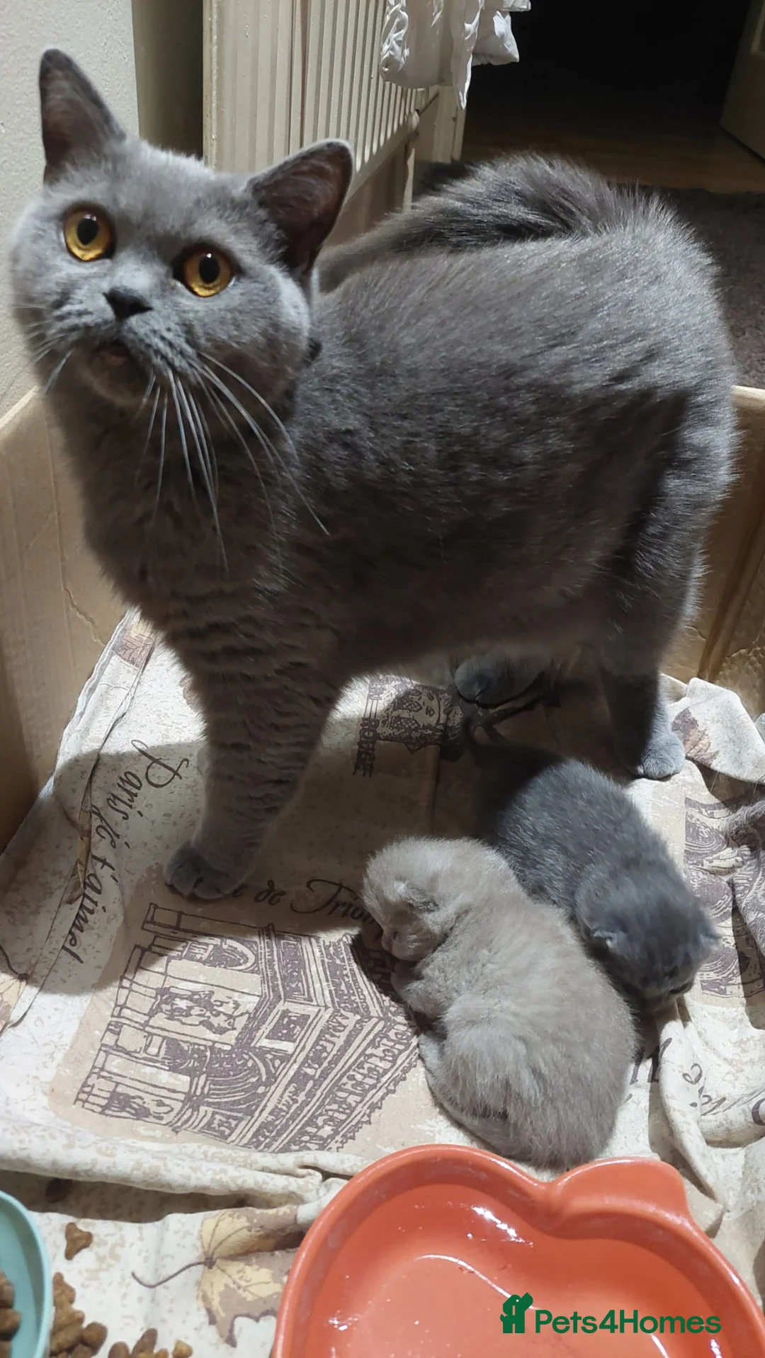 British Shorthair cats for sale: Cute and cuddly British Shorthaired kittens  - Advert 2