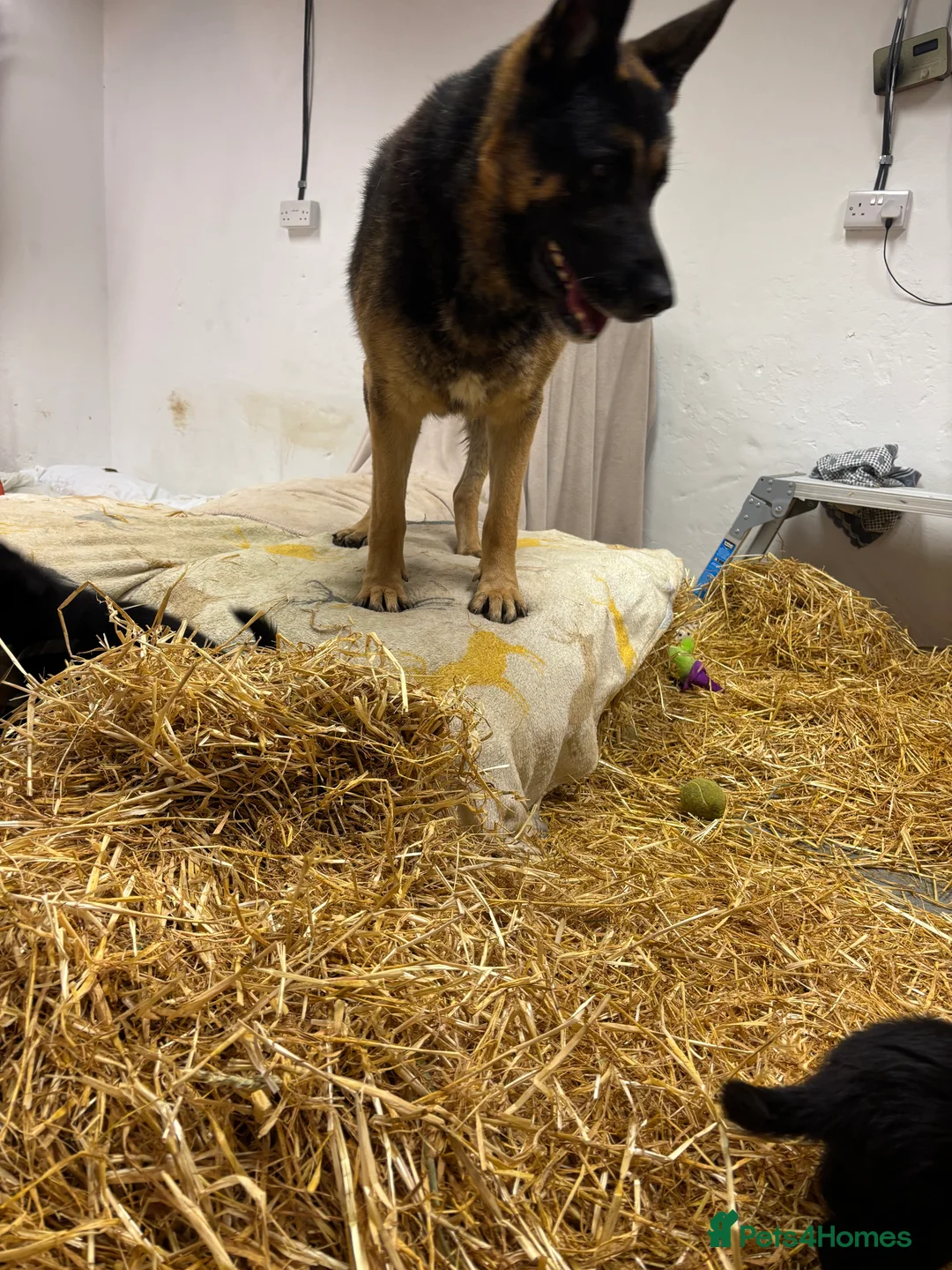 German Shepherd dogs for sale: Beautiful German Shepard puppies - Advert 21