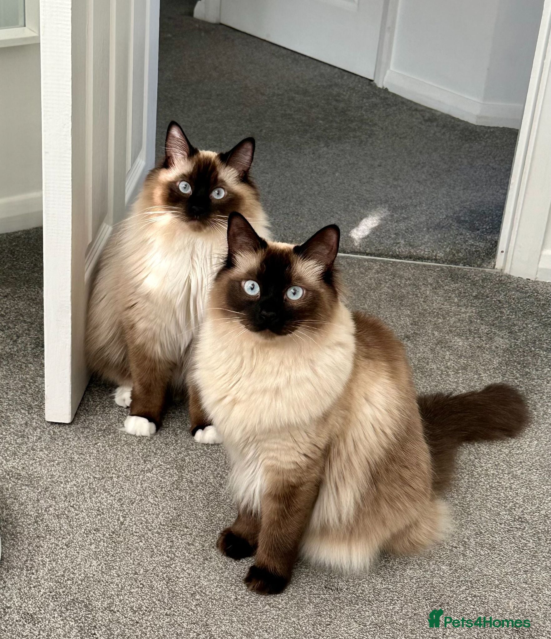 Ragdoll cats Ragdoll brothers seeking new home - Advert 1